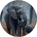 Sue Singleton profile picture